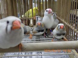 KOT-2849　ジャンボキンカチョウやや小柄　ペアで