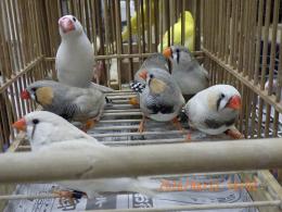 KOT-2849　ジャンボキンカチョウやや小柄　ペアで