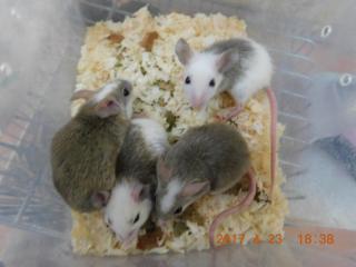 ヤワゲネズミ　プチラット　120匹　送料込み hq720.jpg?sqp=-