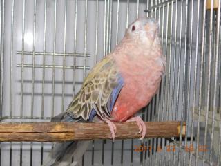 In 2954 アキクサインコ ファローの キットウココ ペット部 In 2954 アキクサインコ ファローの キットウココ ペット部