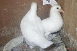 HT-1019　 純白のレース鳩　雄雌取れます