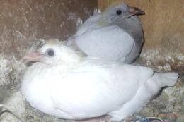 HT-1021　 純白のレース鳩　リング№25K035　白予約栗2引のみ