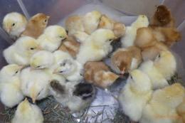 TA-880 ポリスブラウンのヒヨコ(3回目の孵化) 雄雌は100%保証