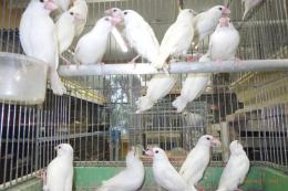 KOT-2851　白文鳥の若