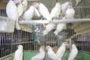 KOT-2851　白文鳥の若