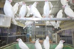 KOT-2851　白文鳥の若