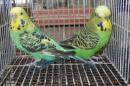 IN-4463　ジャンボセキセイインコ　雄雌で