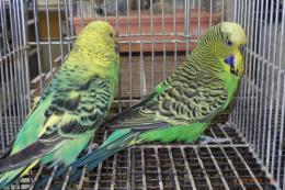 IN-4463　ジャンボセキセイインコ　雄雌で