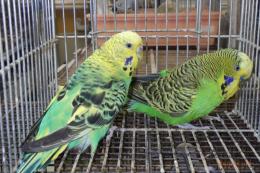 IN-4463　ジャンボセキセイインコ　雄雌で