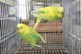 IN-4464　ジャンボセキセイインコ　雄雌で