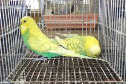 IN-4464　ジャンボセキセイインコ　雄雌で