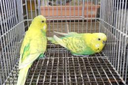 IN-4464　ジャンボセキセイインコ　雄雌で