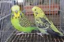 IN-4466　ジャンボセキセイインコ　雄雌で