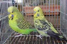 IN-4466　ジャンボセキセイインコ　雄雌で