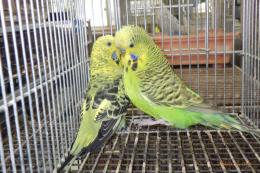 IN-4466　ジャンボセキセイインコ　雄雌で