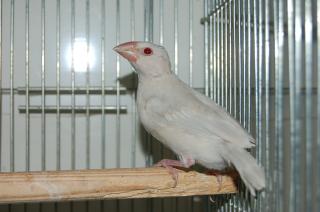 In 449 シルバーイノ文鳥の巣立ち若 キットウココ ペット部