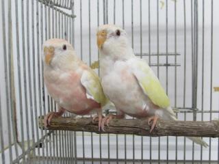 In 2621 アキクサインコのルチノー若 キットウココ ペット部