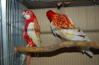 IN-921 ヨーロッパブリード・ナナクサインコ 2羽で