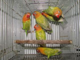 In 2626 キエリボタンインコのヤマブキ色 若 キットウココ ペット部