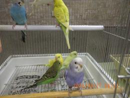 IN-4444　セキセイインコの雛　挿し餌中　綺麗なパステルグリーン