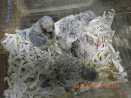 IN-4467　セキセイインコの雛