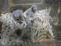 IN-4467　セキセイインコの雛