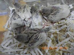 KOT-2852　文鳥の雛　シルバーに成ります。