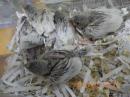 KOT-2852　文鳥の雛　シルバーに成ります。