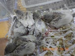 KOT-2852　文鳥の雛　シルバーに成ります。