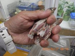 KOT-2852　文鳥の雛　シルバーに成ります。