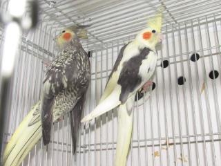 オカメインコさま専用ページ 1655972.jpeg