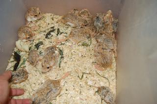 US-200　　マカロニマウス　　雌1匹の価格