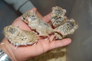 US-200　　マカロニマウス　　雌1匹の価格