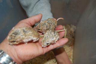 US-200　　マカロニマウス　　雌1匹の価格