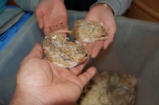 US-200　　マカロニマウス　　雌1匹の価格