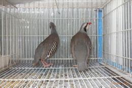 KOT-2853 　イワシャコ　雄雌で