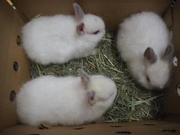 US-583　ネザー系のミニウサギ