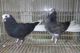 HT-1022　　鳩　