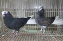HT-1022　　鳩　