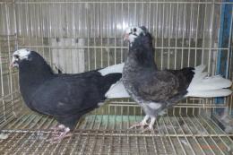 HT-1022　　鳩　