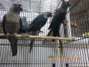 IN-4294　ウロコインコのバイオレット　雄