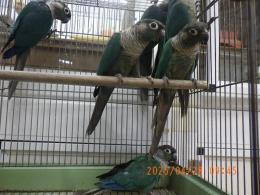 IN-4295　ウロコインコのブルー　雄