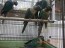 IN-4295　ウロコインコのブルー　雄