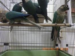 IN-4295　ウロコインコのブルー　雄