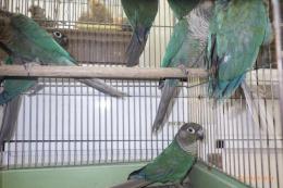 IN-4295　ウロコインコのブルー　雄