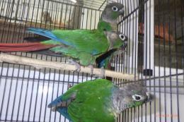 IN-4296　ウロコインコ・バイオレットinノーマル