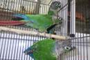 IN-4296　ウロコインコ・バイオレットinノーマル