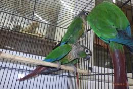 IN-4296　ウロコインコ・バイオレットinノーマル