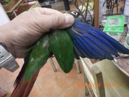 IN-4296　ウロコインコ・バイオレットinノーマル