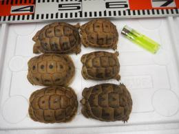 りくがめ KI-422 ギリシャリクガメ | キットウココ ペット部